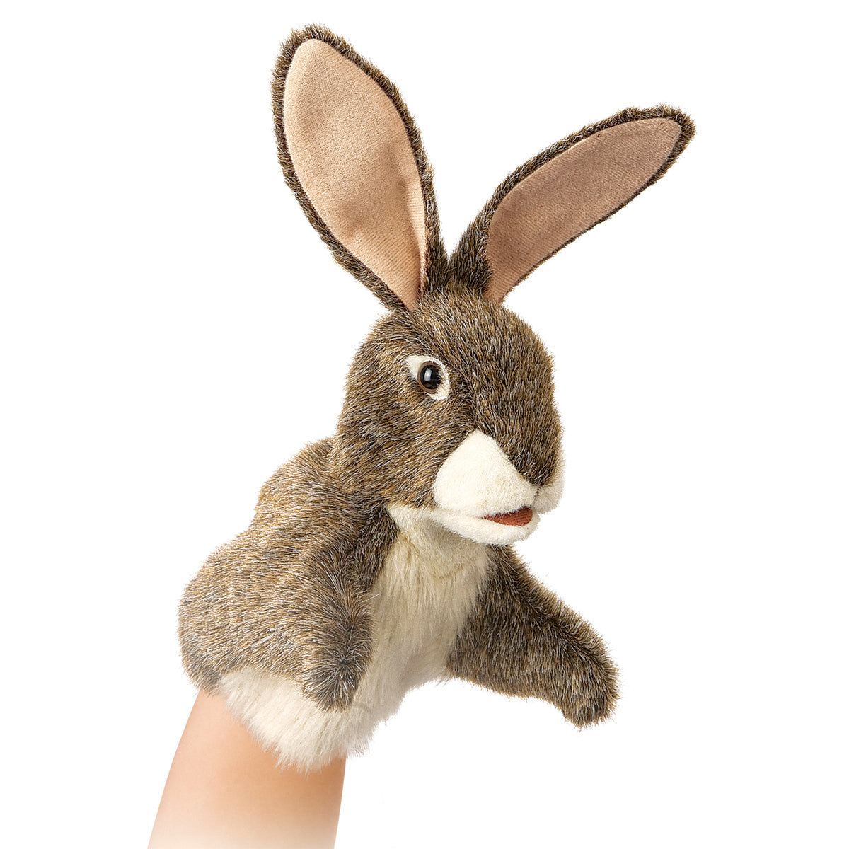 Little Hare